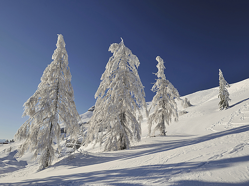 verschneite Winterlandschaft